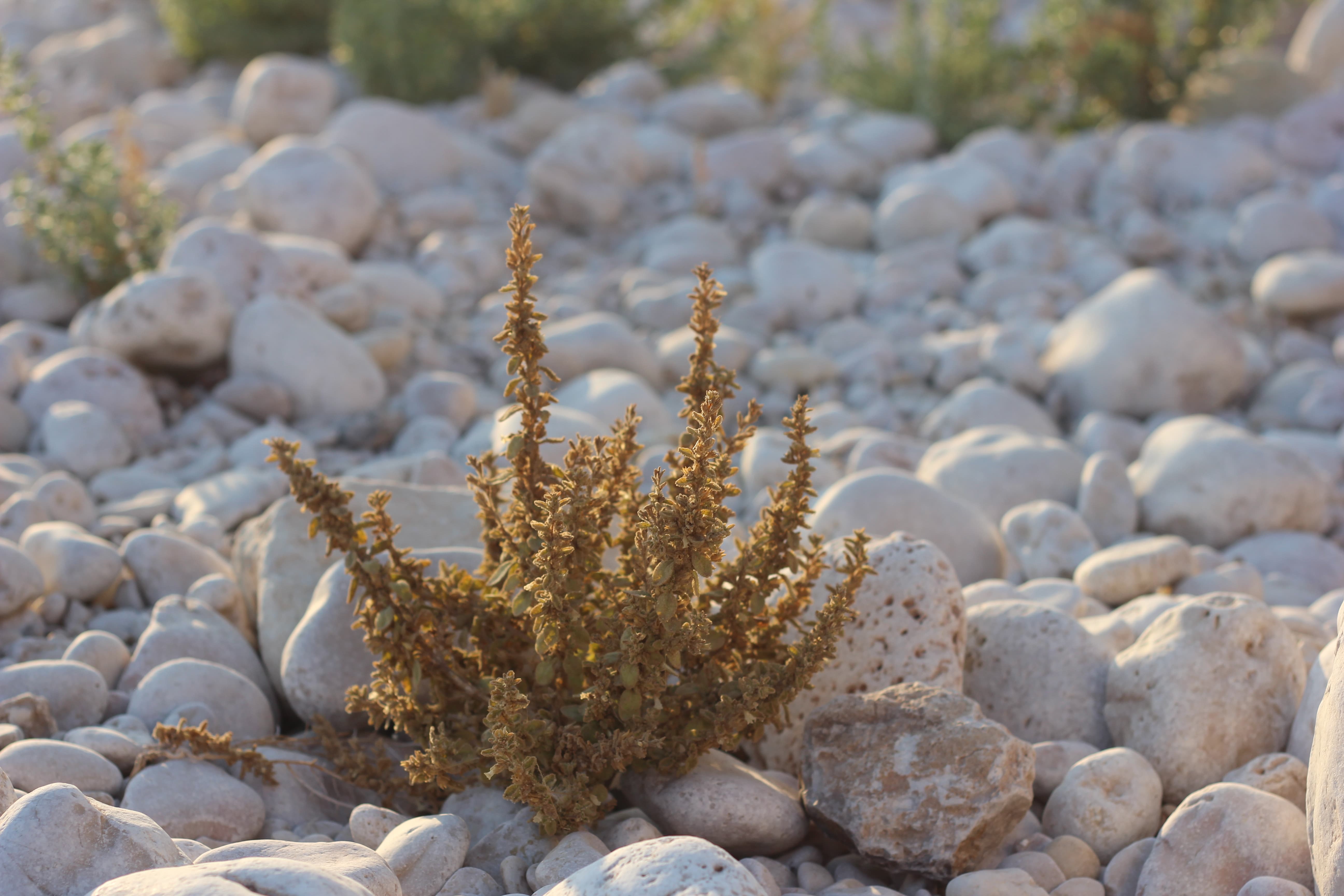 Plant Image